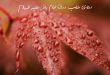28362793269327-110x75 دعای طلب رزق امام باقر علیه السلام  