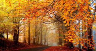 97653004-E6E3-41F7-8CC1-B71E5E5C14BB-310x165 ذکر های مجرب برای طلب آرامش در خواب و رفع سختی  