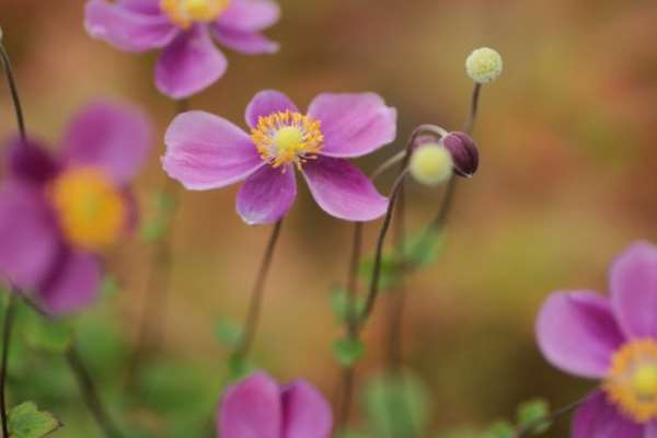 دعای-درمان-سریع-آبله دعای درمان سریع آبله برای کودکان و بزرگسالان  