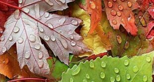 دعا-های-دفع-چشم-شور-310x165 دعاهایی برای دفع چشم نظر و خطرات مجرب  