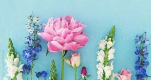 دعای-فروش-زیاد-310x165 دعای رونق فروش کالا و تجارت سریع الاجابه تضمینی  