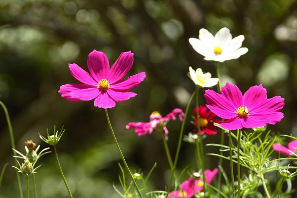 دعای-محبت-آمیز-مجرب دعای محبت آمیز برای ایجاد علاقه و دوستی فوری  