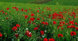 دعا-در-طلب-حاجت-310x165 دعای سریع الاجابه برای حاجت و خواسته  
