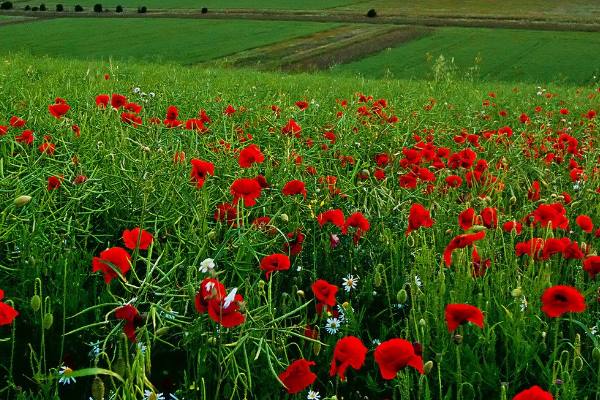 دعا-در-طلب-حاجت دعای سریع الاجابه برای حاجت و خواسته  