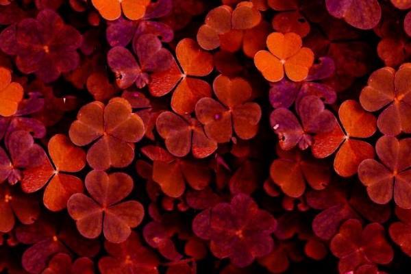 دعا-های-ازدواج-سریع-الاثر دعای قوی برای خواست ازدواج و جلب محبت پسر از دور  