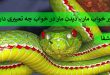 Snakes-110x75 تعبیر خواب مار - دیدن مار در خواب چه تعبیری دارد؟  