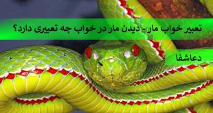 Snakes-310x165 تعبیر خواب مار - دیدن مار در خواب چه تعبیری دارد؟  