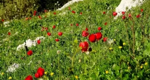 دعای-عزیز-شدن-آیت-الله-بهجت-برای-عزیز-و-گرامی-شدن-پیش-همه-310x165 دعای عزیز شدن آیت الله بهجت برای عزیز و گرامی شدن پیش همه  