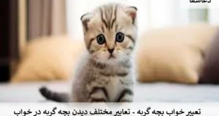 گربه-310x165 تعبیر خواب بچه گربه - تعابیر مختلف دیدن بچه گربه در خواب  