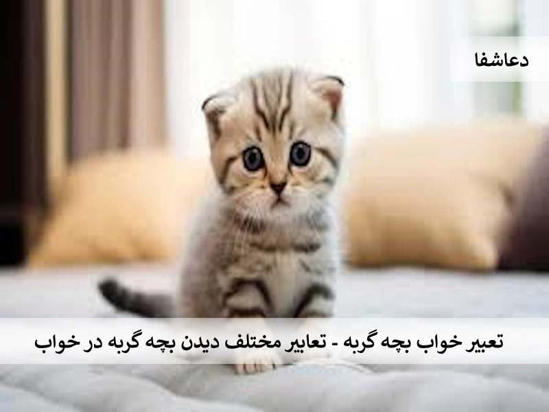 گربه تعبیر خواب بچه گربه - تعابیر مختلف دیدن بچه گربه در خواب  