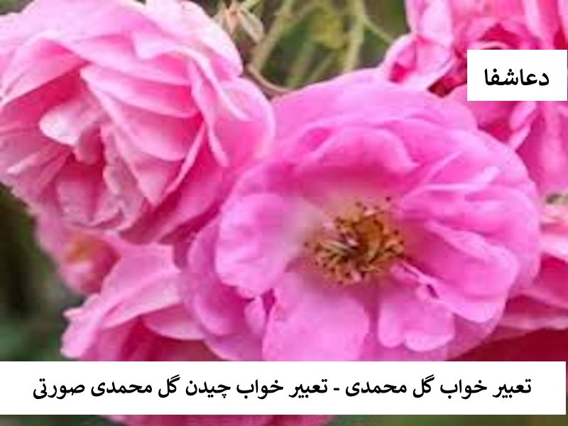 گل تعبیر خواب گل محمدی - تعبیر خواب چیدن گل محمدی صورتی   