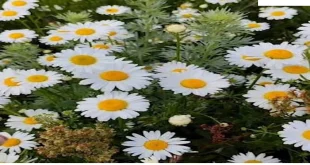 قلب-310x165 دعای قوی رفع ترس - دعای مجرب برای آرامش قلب و رفع اضطراب  